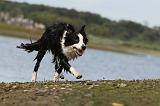 BORDER COLLIE 738